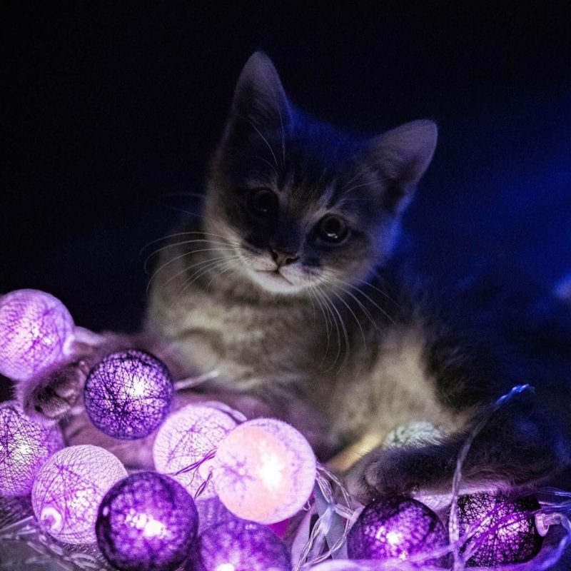Kitten in lichterketten