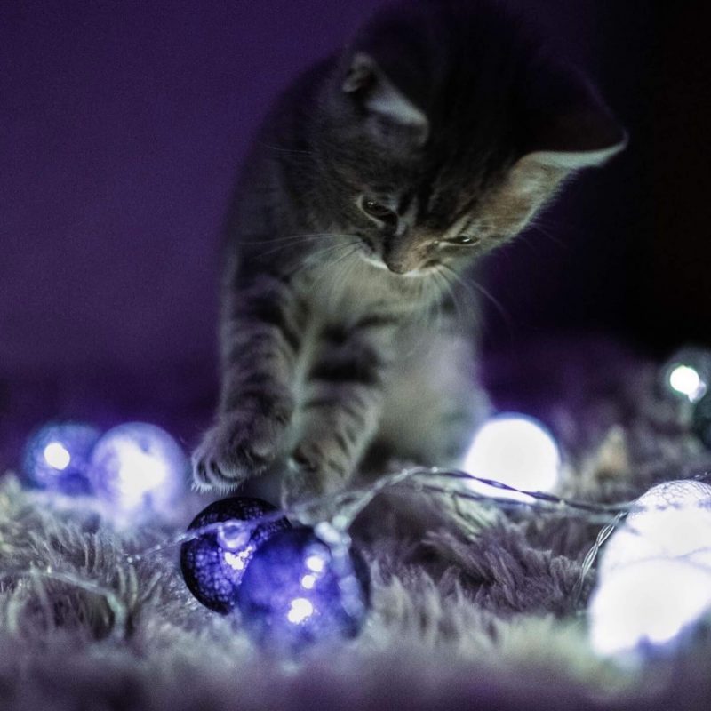Kitten in lichterketten
